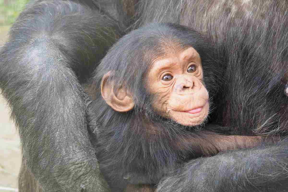 Scimpanzé cucciolo riabbraccia la mamma