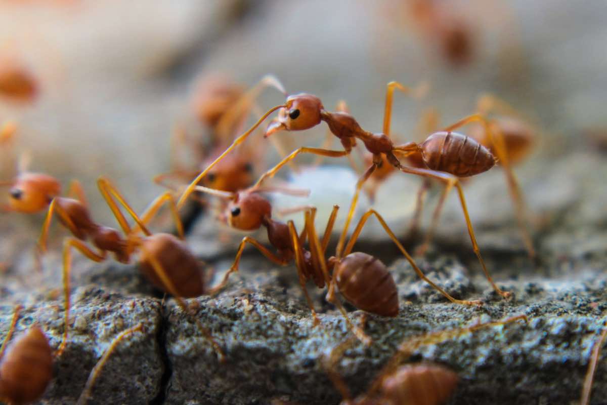 Allerta formiche invasive
