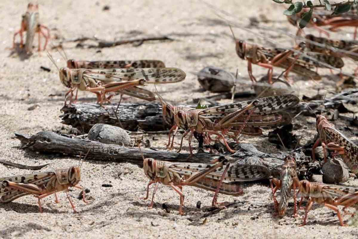 Locuste del deserto in Italia