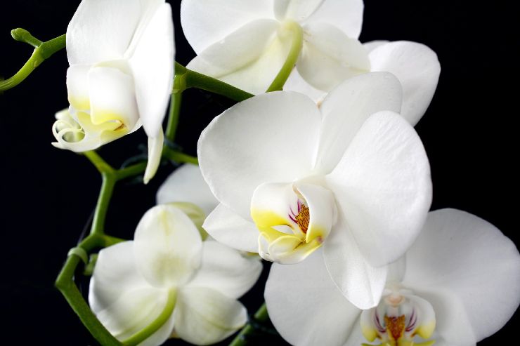 Orchidee fertilizzante