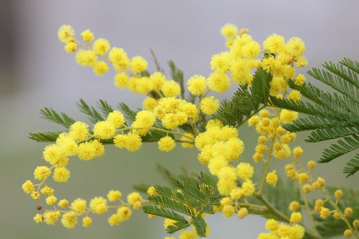 Fertilizzante per mimose