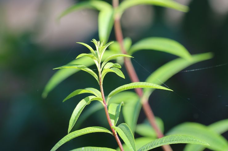 Citronella