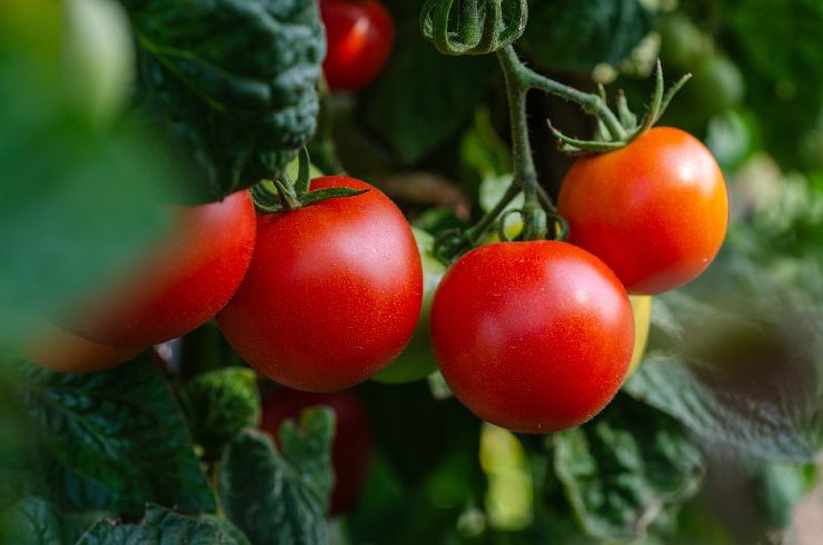 Pomodori biologici